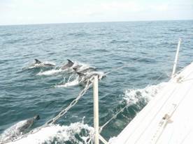 Dolphins in Carmarthan Bay